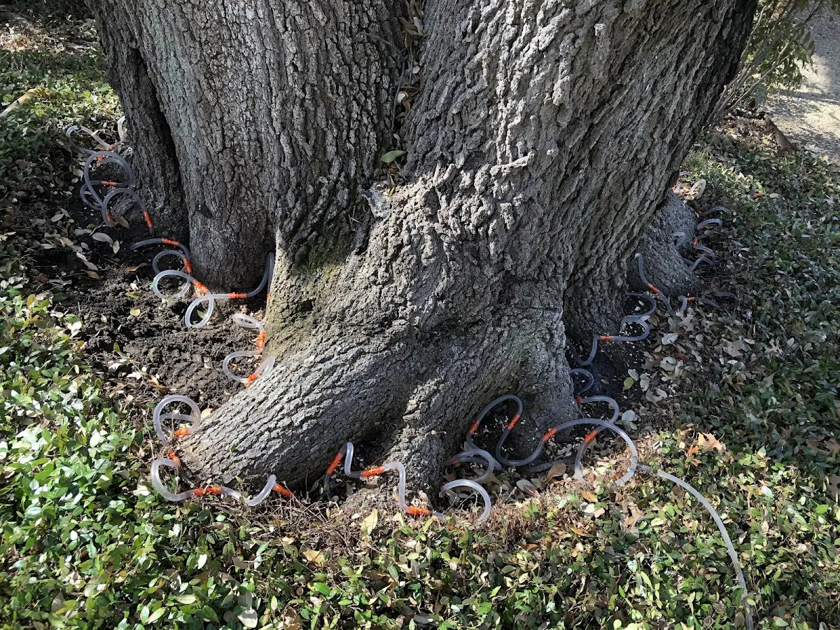 Detailed Shrub and Hedge Trimming job site in Lowgap
