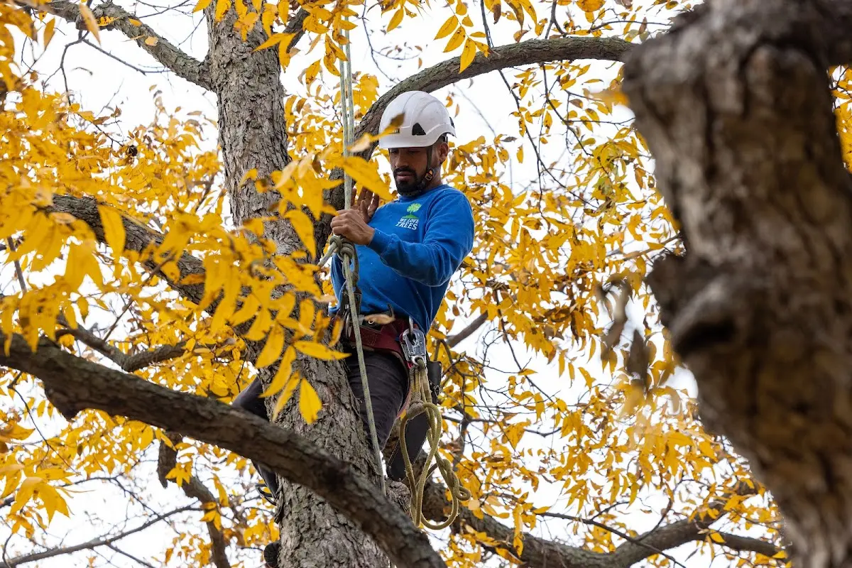 Skilled Tree Transplanting crew working in Lowgap